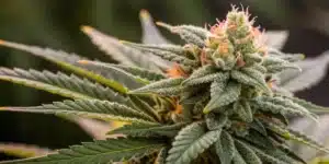 Close-up of a mature Moonshine Cookies Auto bud with dense resinous trichomes and vivid hues.