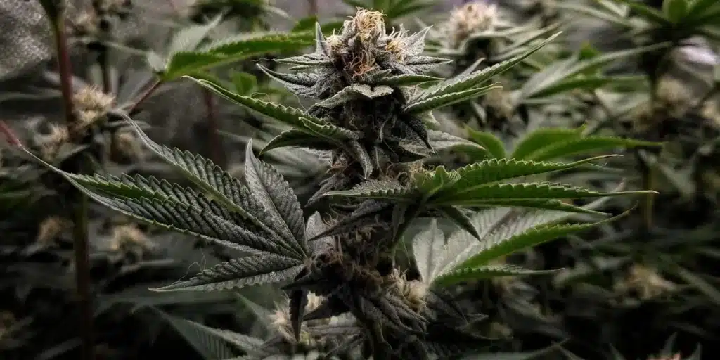 Motor-Breath-x-Honey-Drop buds indoor