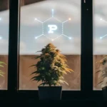 Digital illustration: three potted cannabis plants under glowing "N," "P," "K" molecular structures.