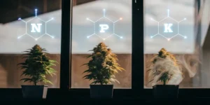 Digital illustration: three potted cannabis plants under glowing "N," "P," "K" molecular structures.