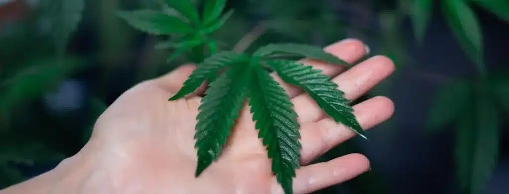 Photoperiod Seeds cannabis