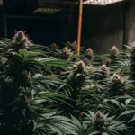 Hyper-realistic cannabis grow room filled with dense, dark-toned Pink Runtz Auto cannabis plants under bright overhead lights, with pink pistils.