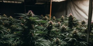 Hyper-realistic cannabis grow room filled with dense, dark-toned Pink Runtz Auto cannabis plants under bright overhead lights, with pink pistils.
