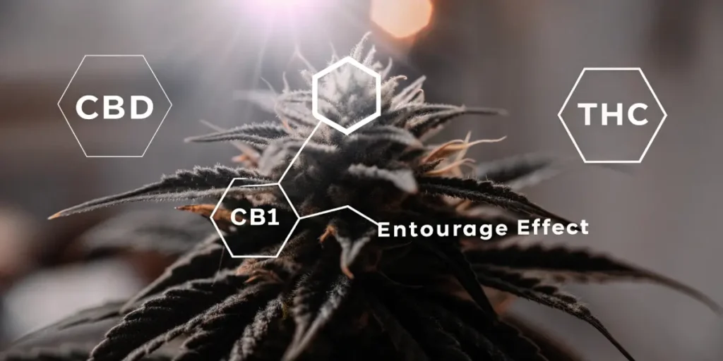 Hyper-realistic close-up of a plant bud with overlaid hexagonal graphics for "CBD", "THC", "CB1", and "Entourage Effect" text, representing chemical interactions.