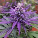 Close-up of vibrant purple cannabis buds surrounded by healthy green leaves.