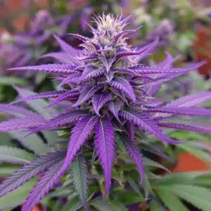 Close-up of vibrant purple cannabis buds surrounded by healthy green leaves.