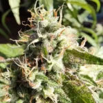 Rainbow Chip F2 Regular Strain