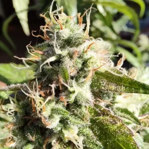 Rainbow Chip F2 Regular Strain