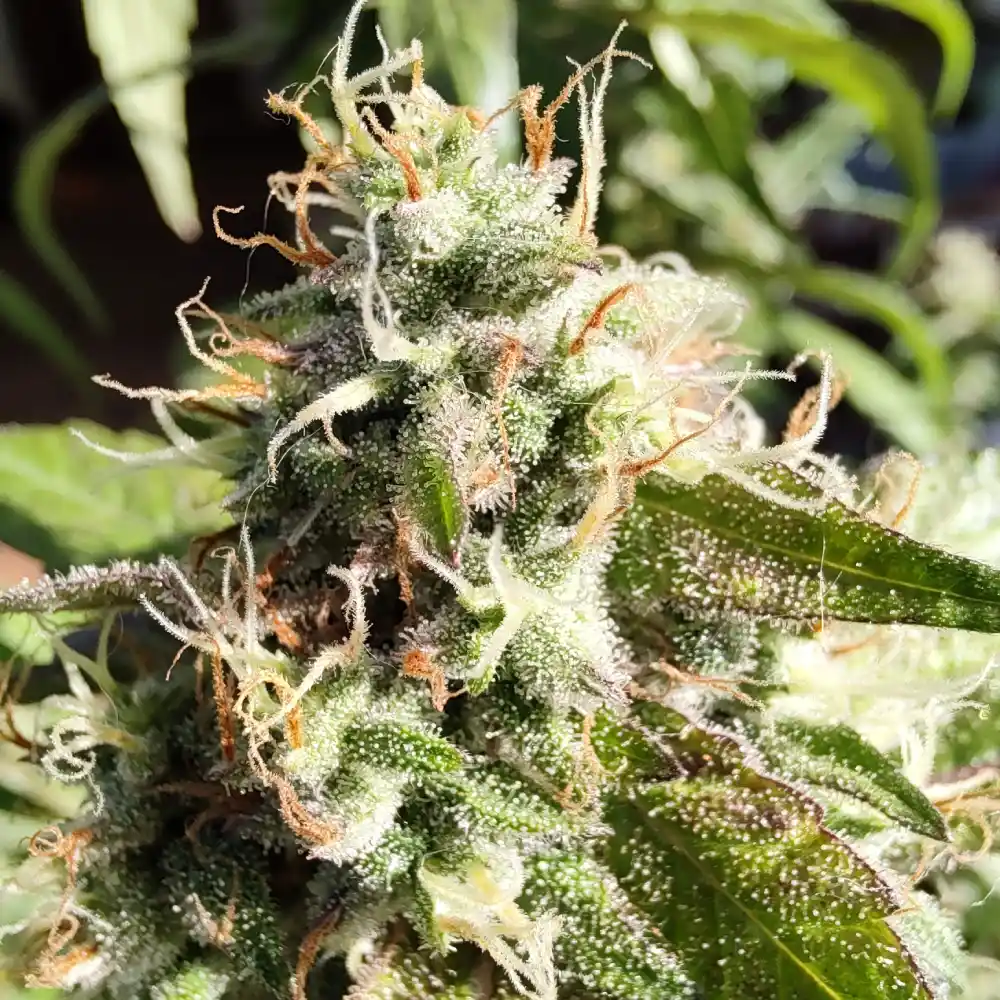 Rainbow Chip F2 Regular Strain