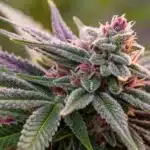 Close-up of a mature Star Killer bud featuring dense trichomes and vivid coloration.