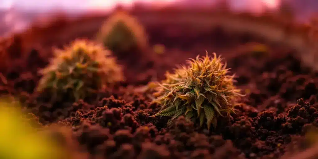 Sprouted cannabis seeds in soil after soaking, demonstrating the importance of proper seed hydration.