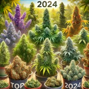 Top weed strains 2024