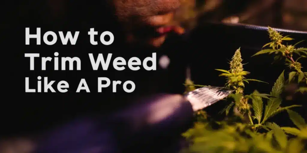 How to Trim Weed Like a Pro