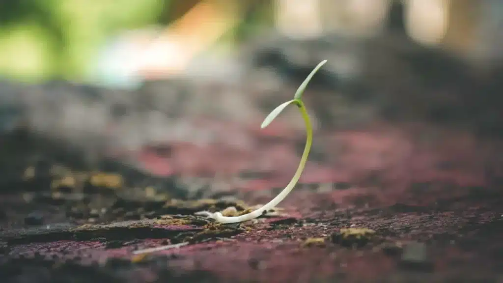 Why Your marijuana Seedling Fell Over