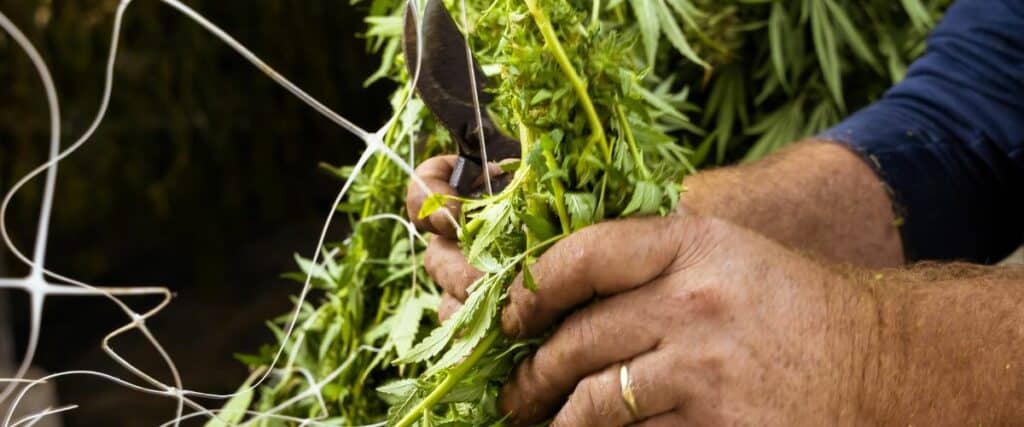 Top Drying Rack for Cannabis