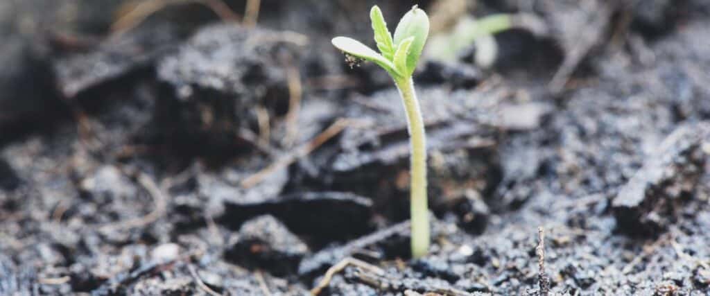 top soil choices for marijuana