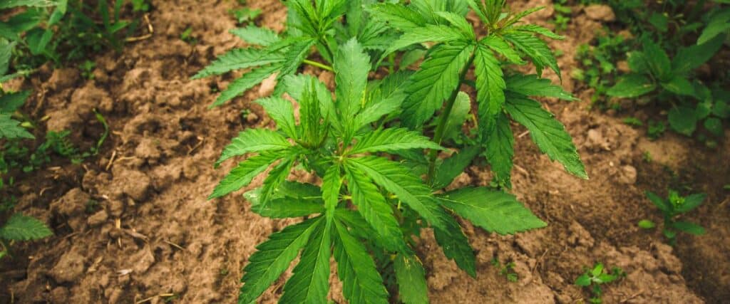 top soils for marijuana growth