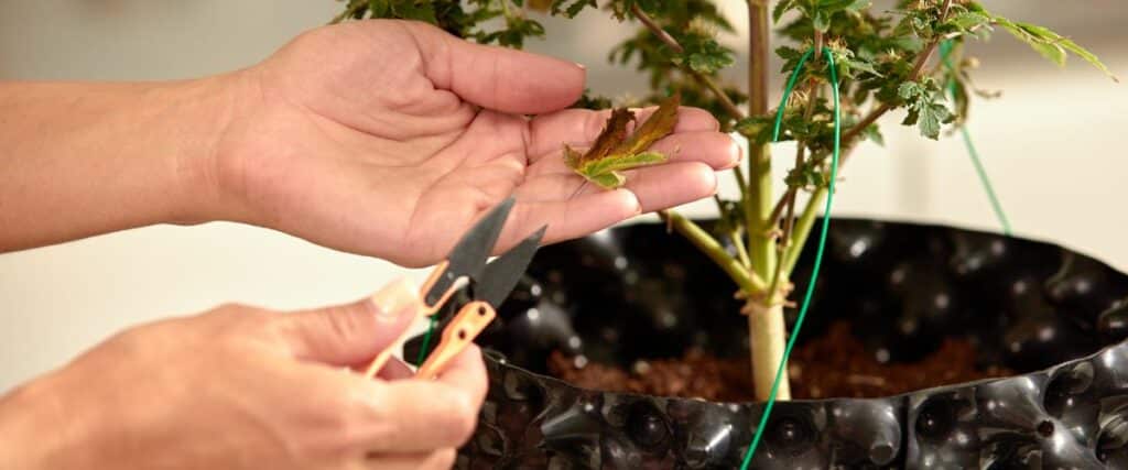 Topping weed plants at the right time can improve their growth