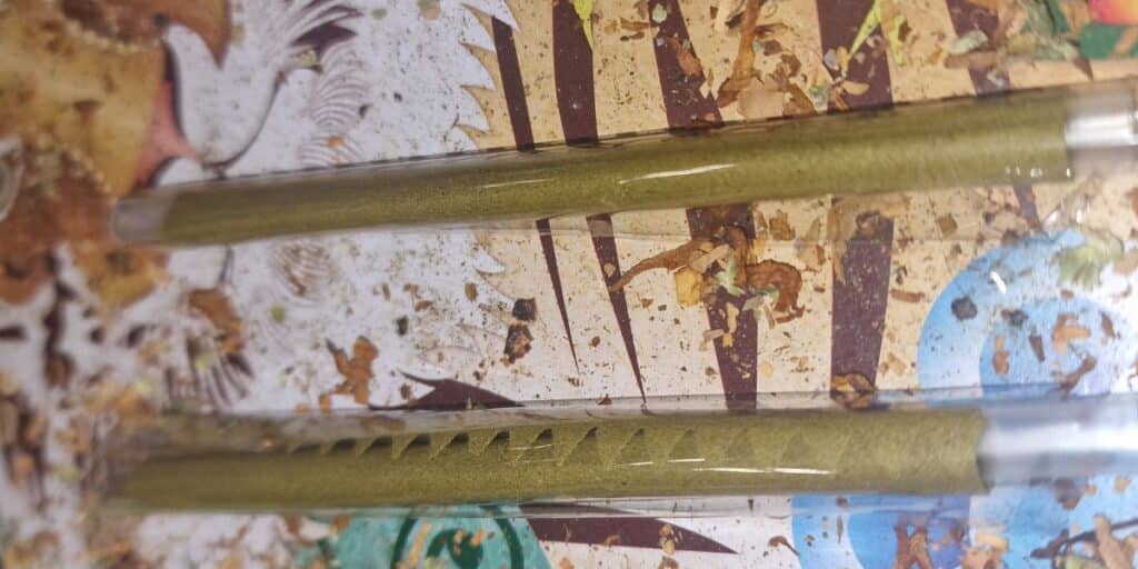 Two cannabis blunt wraps in transparent tubes placed on a surface with scattered herb remnants.