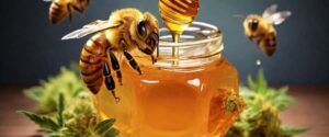 Potential of THC Honey in your daily routine
