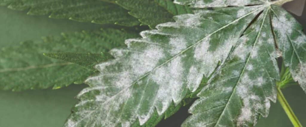 identify and treat powdery mold on cannabis plants