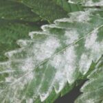 identify and treat powdery mold on cannabis plants