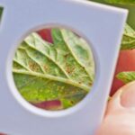 Protect your cannabis crop from spider mites