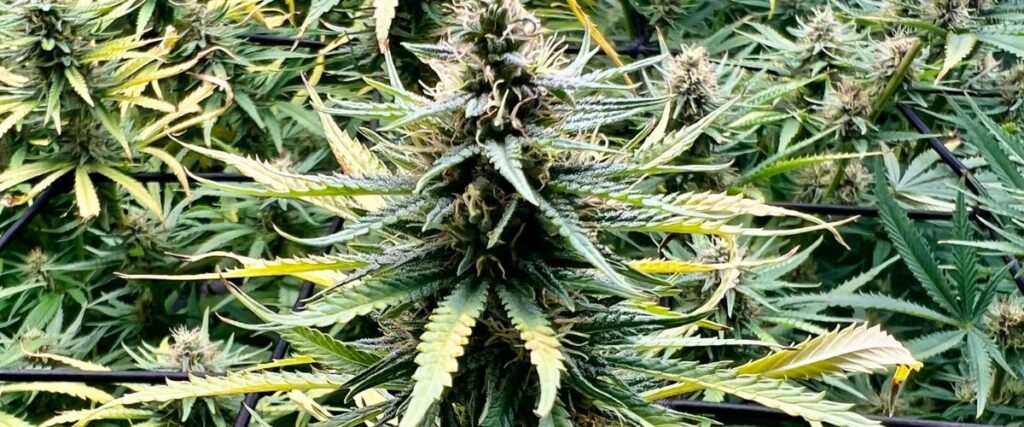 causes of yellow spots on cannabis leaves