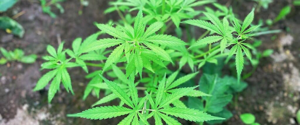 art of cultivating short cannabis plants