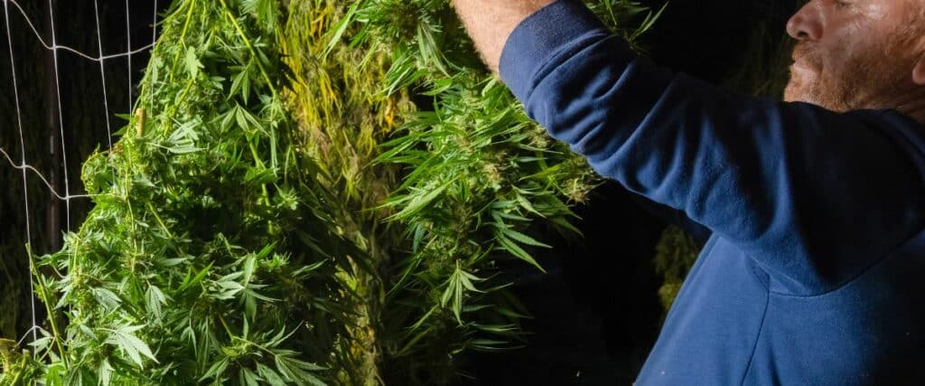 Premium Drying Rack for Cannabis