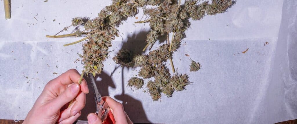 best cannabis trimming scissors techniques for perfect trimming
