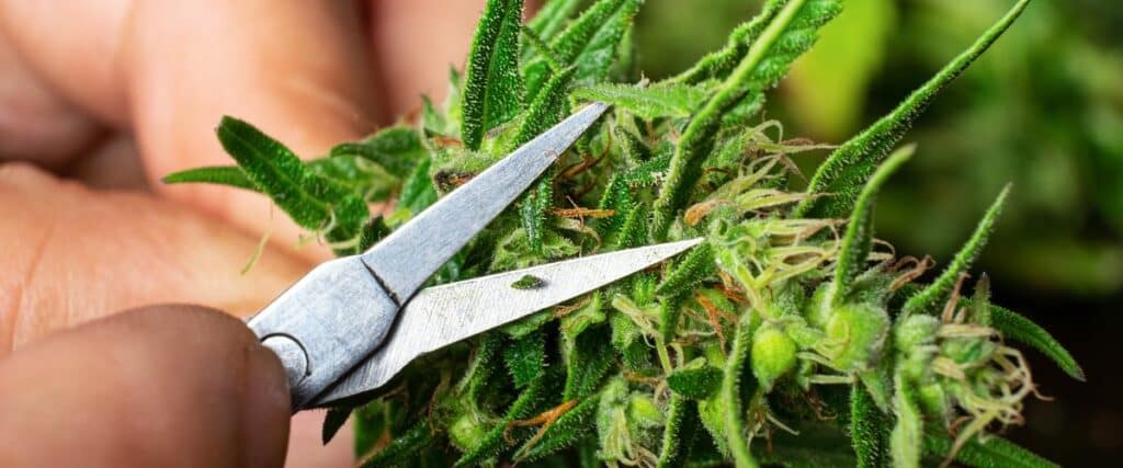 expert guide on using cannabis trimming scissors