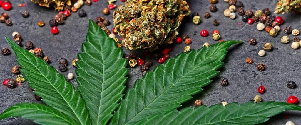 effects of farnesene terpene