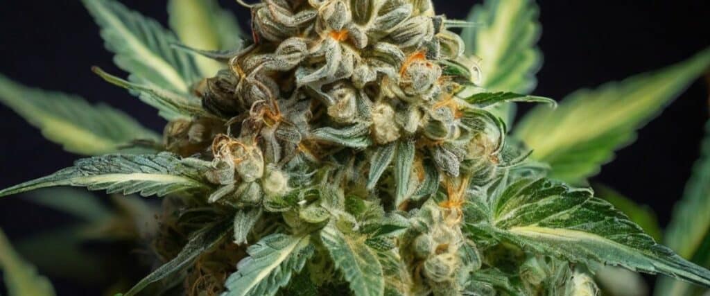 role of chlorophyll in variegated cannabis