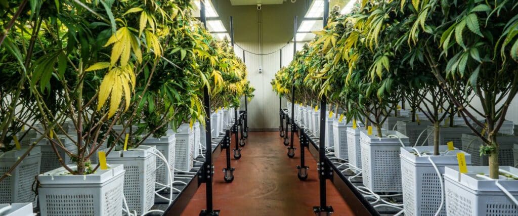 perfect plant growth with a reliable grow tent humidifier