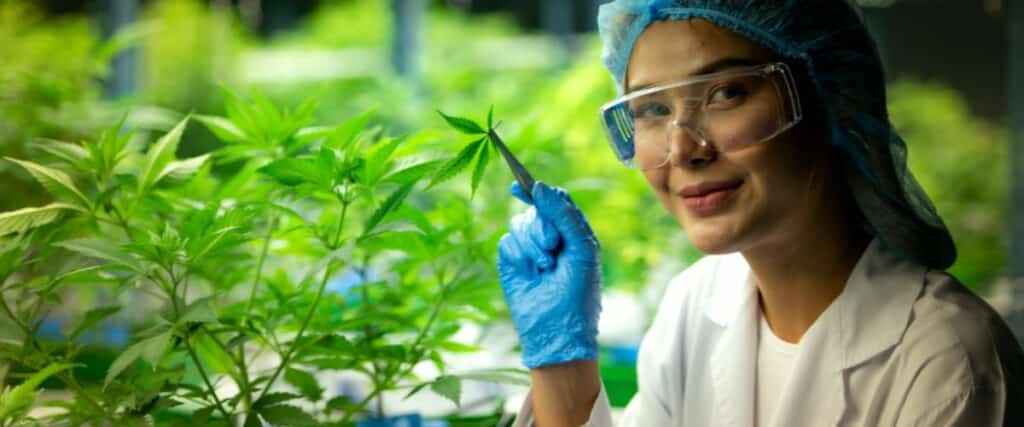 growing short cannabis plants indoors versus outdoors