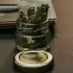 How much does a weed plant produce