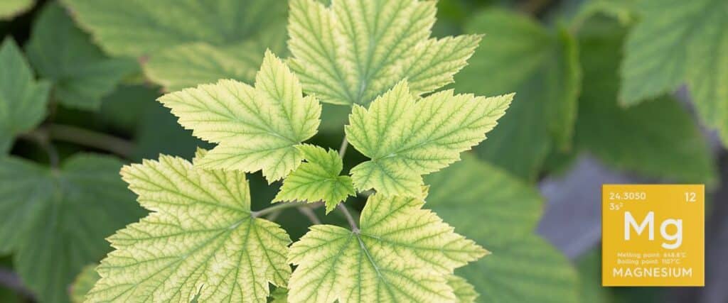 Crucial role of magnesium in cannabis health