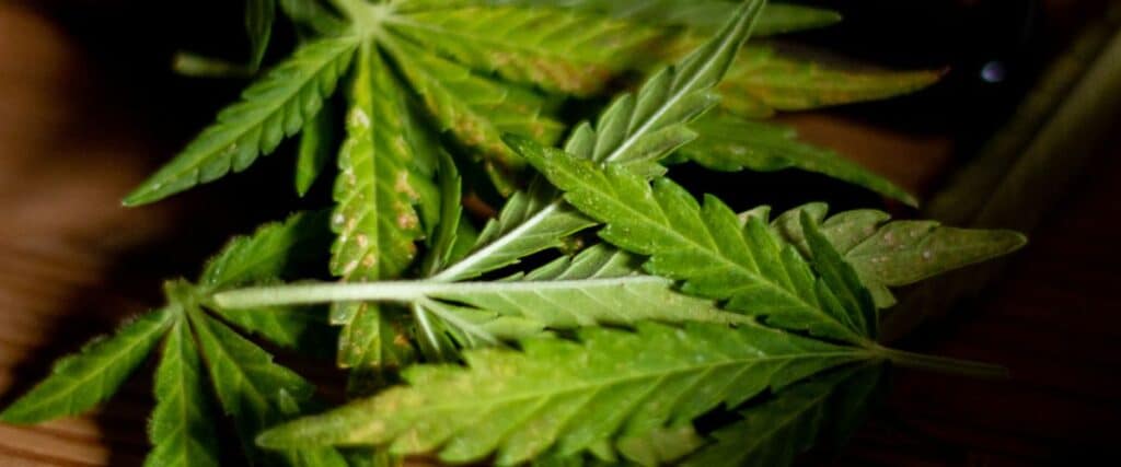 Yellow spots on cannabis leaves can be a sign of various issues