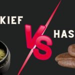 key differences between kief and hash