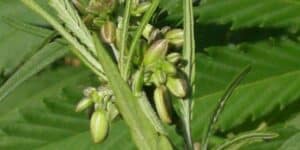 Male cannabis plant with green pollen sacs and slender leaves in early flowering stage.