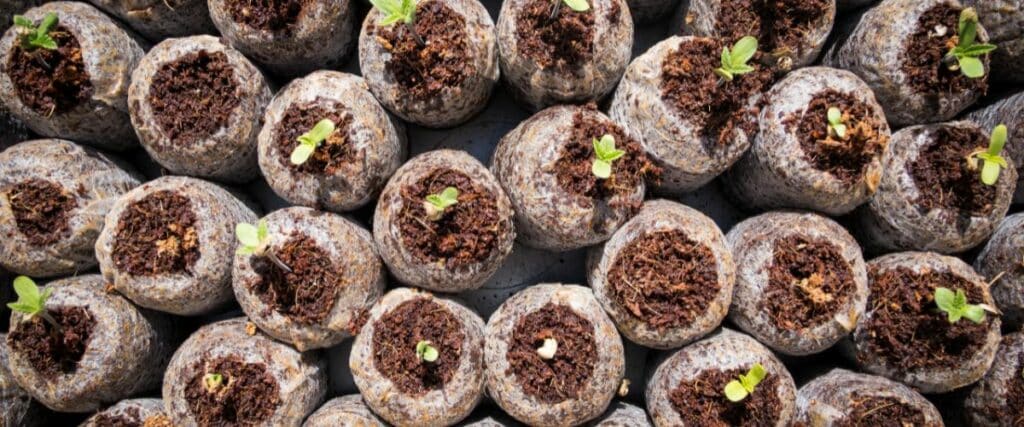 Optimize your marijuana growth with our guide to the best soils