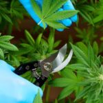 Timing is crucial when topping weed plants