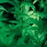 Organic cannabis seeds