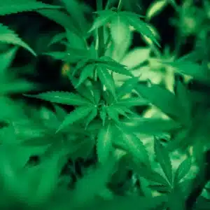 Organic cannabis seeds