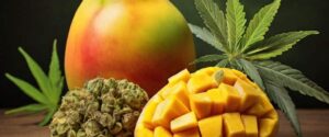 connection between mangoes and cannabis