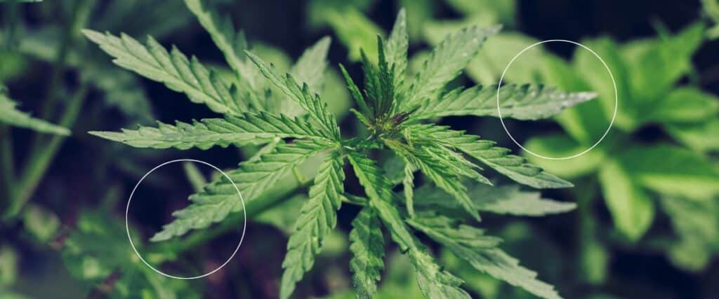 best practices for controlling powdery mold on cannabis