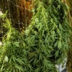 Explore the Best Drying Rack for Cannabis