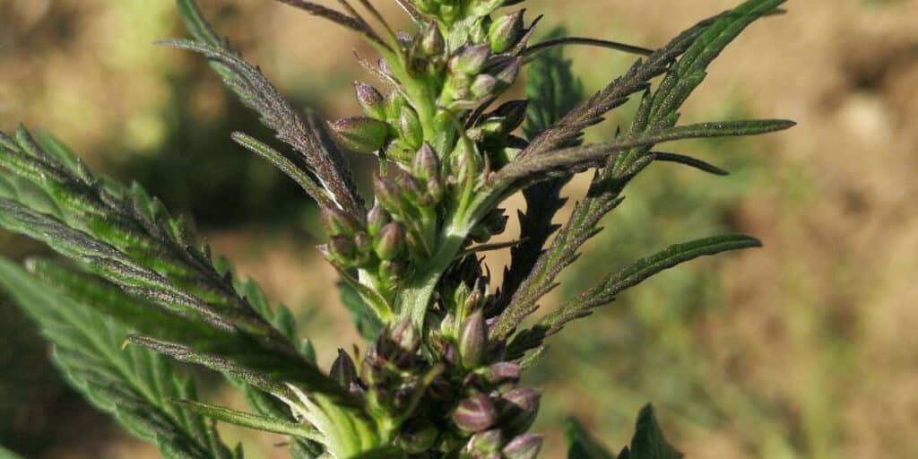 Purple male cannabis plant showing clustered preflowers and dark green serrated leaves.