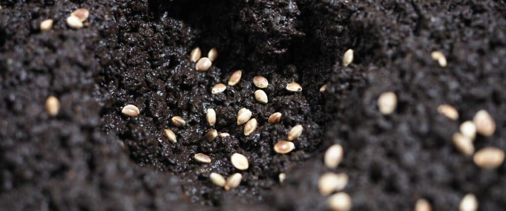 best soil types for cannabis cultivation to ensure healthy plants